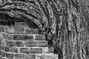 11-LorenNelson_Brick-Tree-Support_Kew-Gardens_Londona110cb03f7435845f8ed.jpg