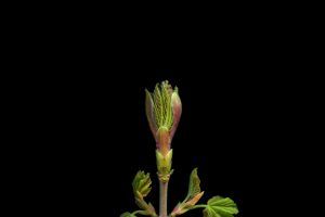 Sycamore-leaf-bud93114fff34248d6038c4.jpg