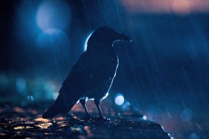 westley-hp-dark-rain-crow55642a57c5f54c1dca3a.jpeg