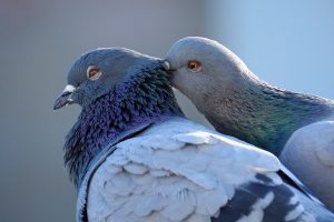 westley-hp-pigeon-couple-allopreening405d563e6a9867fd1c30.jpeg