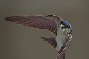 westley-hp-swallow-dragonflies4b7848a953b4b9f1d78c.jpeg