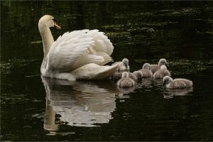 Pen-and-her-Cynets4404a852396d92d0200f.jpg