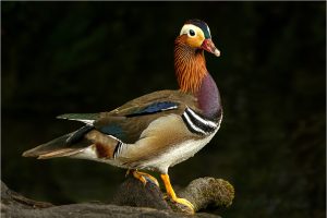 Mandarin-duckdfaabaae36ec8726e62f.jpg