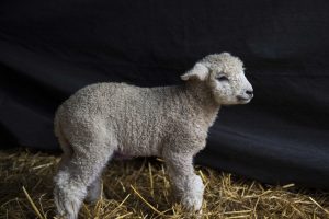 Leicester longwool lamb