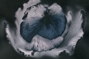 Spore Print from "Mycology" 2016