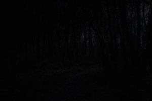 Lost-In-The-Forest-At-Night-SH.jpg