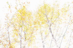 Autumn-Silver-Birch0822cd2646.jpg