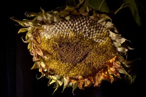 Sunflower-seed-head-Shub6c5611bf3f.jpg