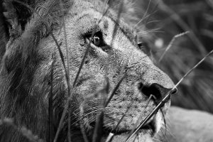 african-lion-5f361e18a1.jpg