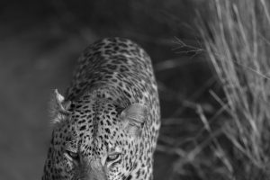 male-leopard-bw631dabe43f.jpg
