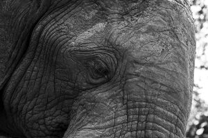 wild-elephant-on-the-Chobe-cutline42400250ec.jpg