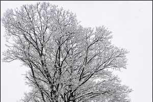 tree-in-snow-storm850e0dfb9b.jpg