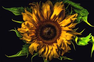 Sunflower-02_01_2500x16678cc965509a.jpg